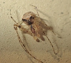 Araneae