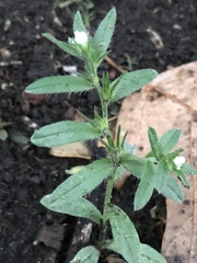 Buglossoides arvensis