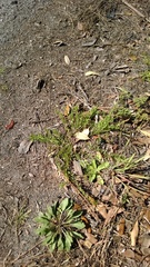 Nuttallanthus canadensis