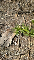 Nuttallanthus canadensis