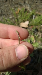 Nuttallanthus canadensis