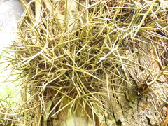 Gleditsia amorphoides