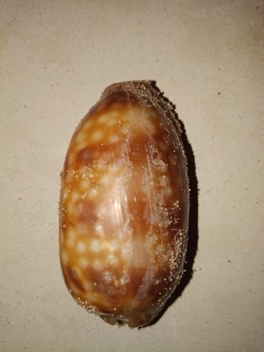 Macrocypraea zebra, 2026-06-25