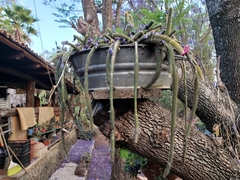 Aporocactus flagelliformis