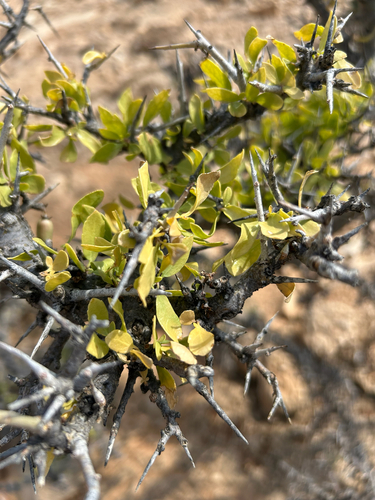 Common Myrrh