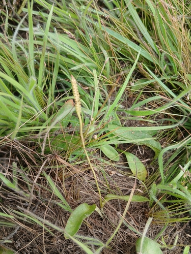 Ophioglossum reticulatum observed 2026-06-20
