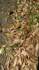 Nuttallanthus canadensis