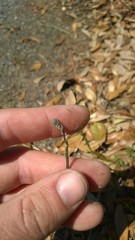 Nuttallanthus canadensis