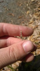 Nuttallanthus canadensis