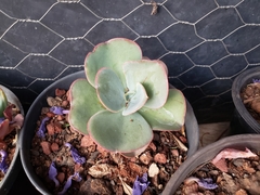 Echeveria guerrerensis