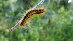 Malacosoma californica