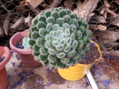 Echeveria setosa setosa