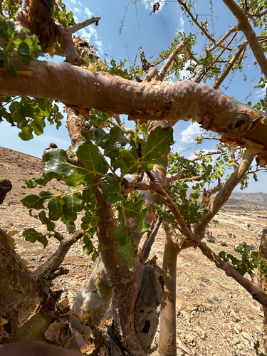 Boswellia frereana