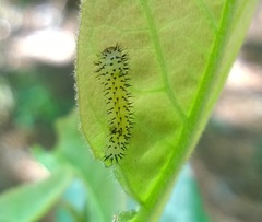 Periclista