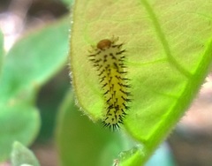 Periclista