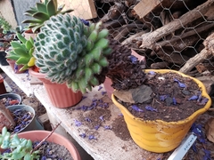 Echeveria setosa setosa