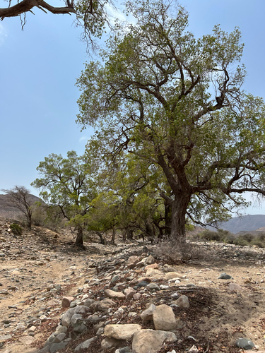 Lanceleaf Buttonwood