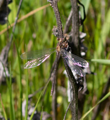 Lestes stultus