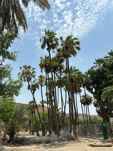 Livistona carinensis