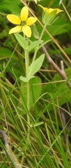 Lindheimera texana, photograph (c) saltyhiker, some rights reserved (CC BY)