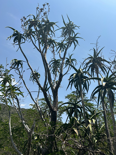 Somali Tree Aloe