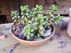 Sedum hernandezii