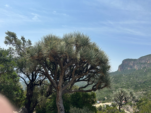 Gabal Elba dragon tree