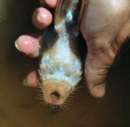 Pantser-zuigmeerval (Loricaria cataphracta) — Loricariidae — 2