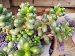 Sedum hernandezii