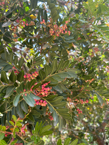 Pistacia aethiopica