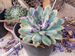 Echeveria pulidonis