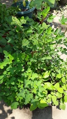 Crotalaria longirostrata