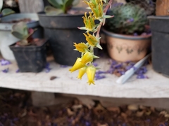 Echeveria pulidonis