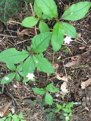 Lysimachia latifolia