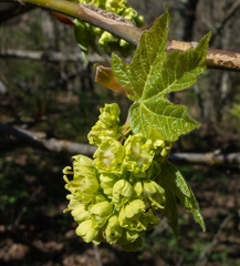 Acer glabrum douglasii