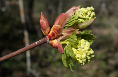 Acer glabrum douglasii
