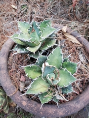 Agave oteroi