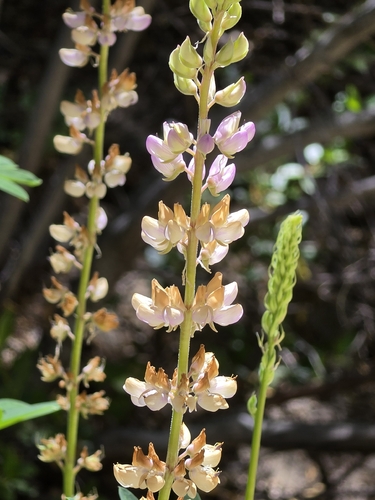 iNaturalist observation photo of Broadleaf Lupine