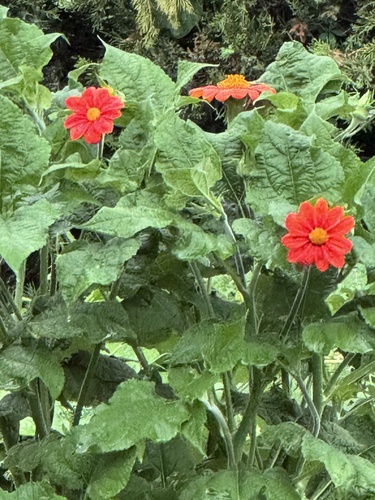 Red Sunflower