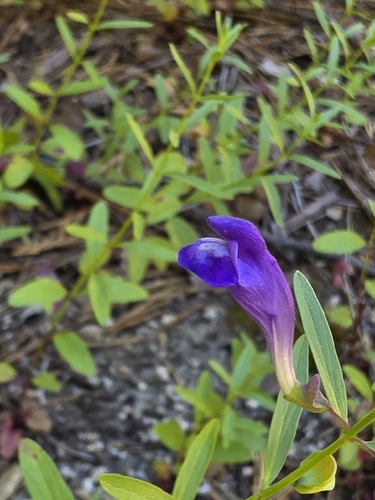 iNaturalist observation photo of Grayleaf Skullcap
