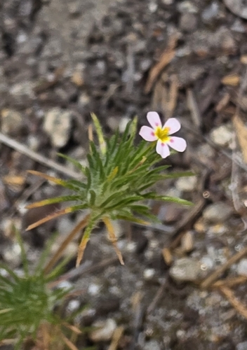 iNaturalist observation photo of Whiskerbrush