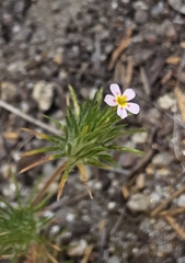 author not stated, no rights reserved Leptosiphon ciliatus, photograph author not stated, no rights reserved