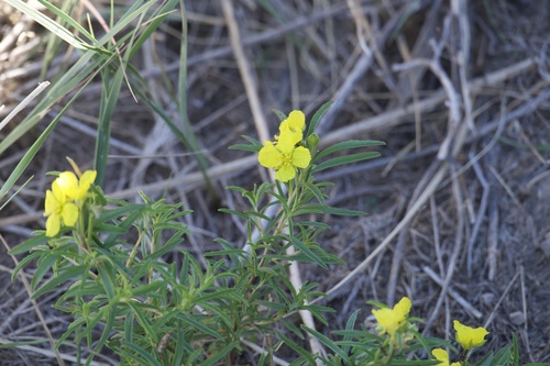 yellow sundrops