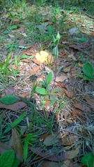Crocanthemum carolinianum
