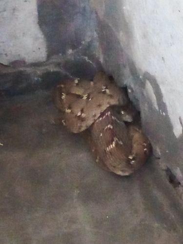 Common Cat Snake