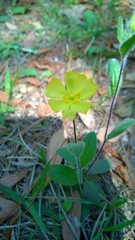 Crocanthemum carolinianum