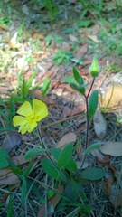 Crocanthemum carolinianum