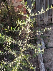 Phaulothamnus spinescens