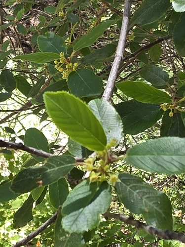 iNaturalist observation photo of coffeeberry