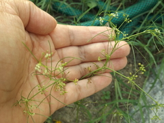 Cyclospermum